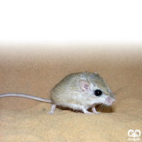  گونه جربیل کوتوله Pygmy Gerbil